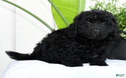Mini Goldendoodle dogs for sale: Harry - Image 4