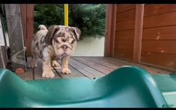 English Bulldog dogs for sale: English Bulldog 4 puppies - Image 5