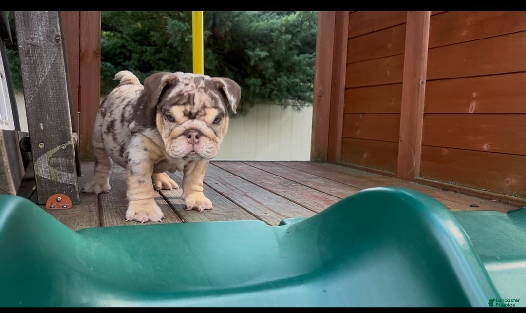 English Bulldog dogs for sale: English Bulldog 4 puppies - Image 5