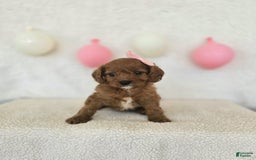Cavapoo dogs for sale: Skye - Image 1