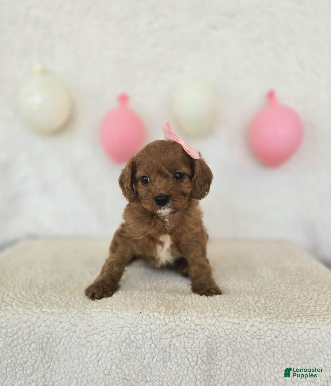 Cavapoo dogs for sale: Skye - Image 1