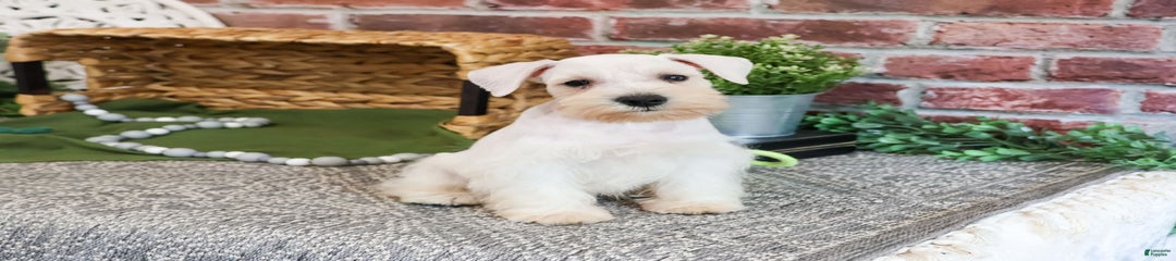 Charles