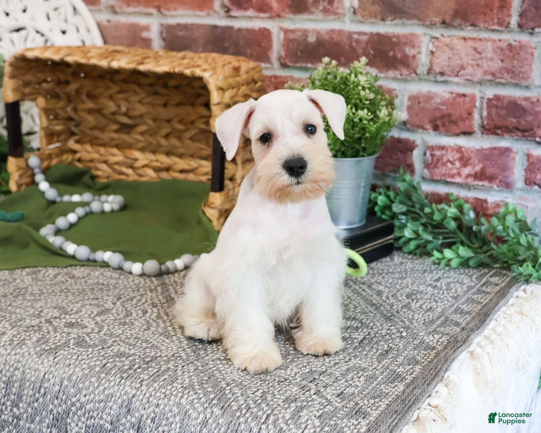 Miniature Schnauzer dogs for sale: Charles - Image 3