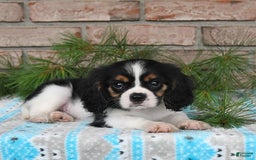 Cavalier King Charles Spaniel dogs for sale: Dasher - Image 6