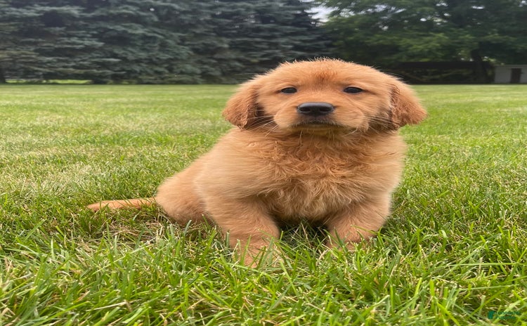 Golden Retriever dogs for sale - Ad 4
