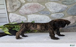 English Mastiff dogs for sale: Bella - Image 4