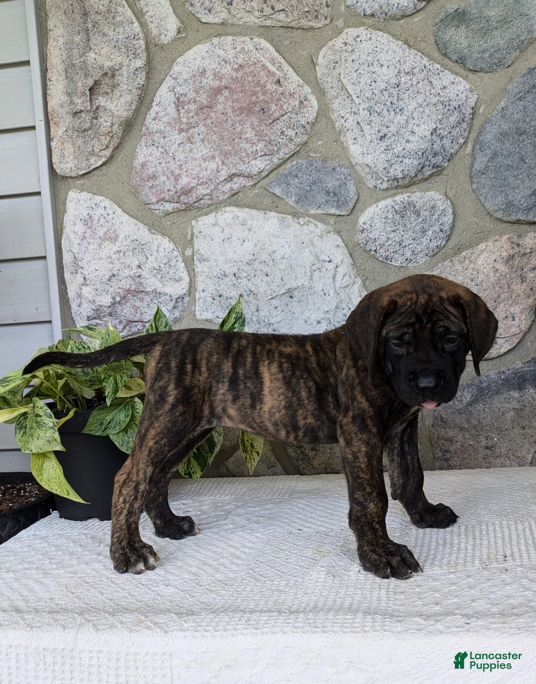 English Mastiff dogs for sale: Bella - Image 4