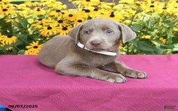 Labrador Retriever dogs for sale: Candice - Image 4