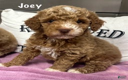 Cockapoo dogs for sale: Joey - Image 1