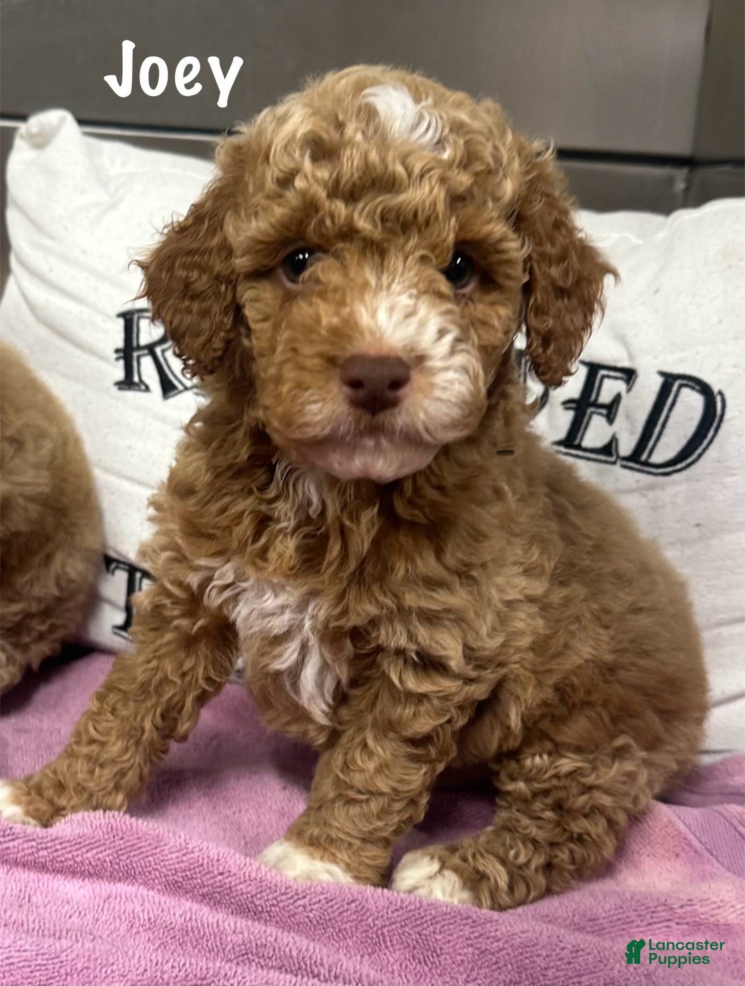 Cockapoo dogs for sale: Joey - Image 1