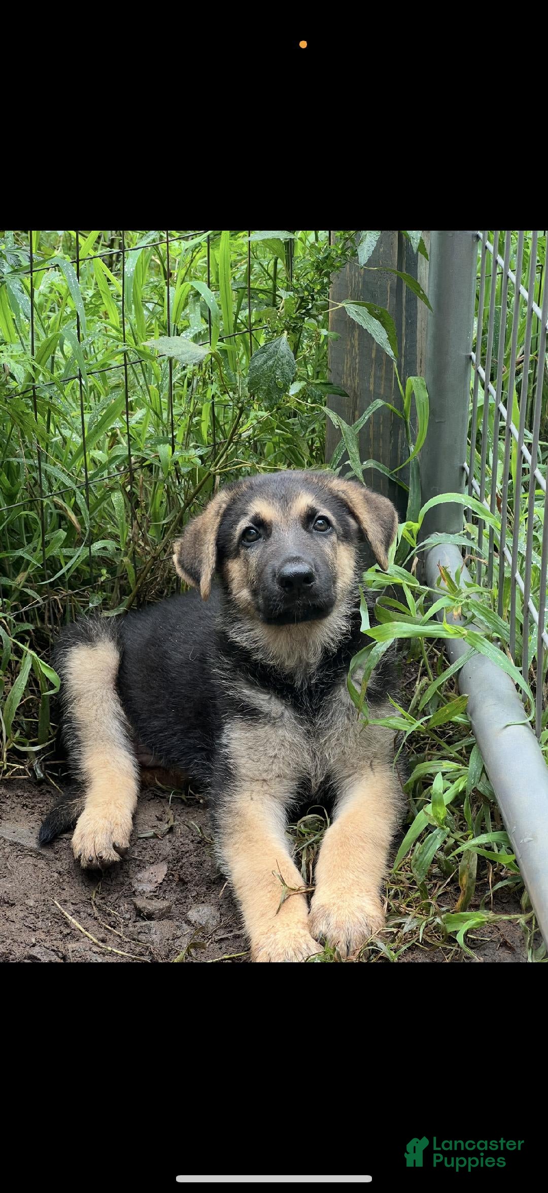 German Shepherd dogs for sale: Ben - Image 1