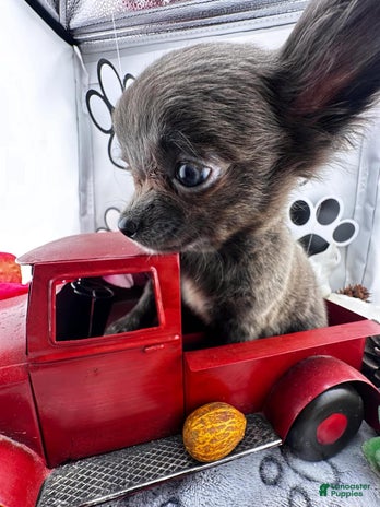 Chihuahua dogs for sale - Ad 4