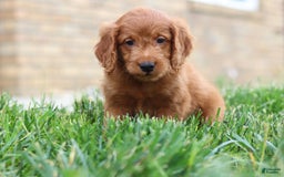 Mini Goldendoodle dogs for sale: Farley - Image 5