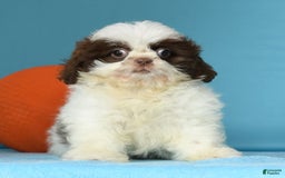 Shih Tzu dogs for sale: Mickey - Image 8