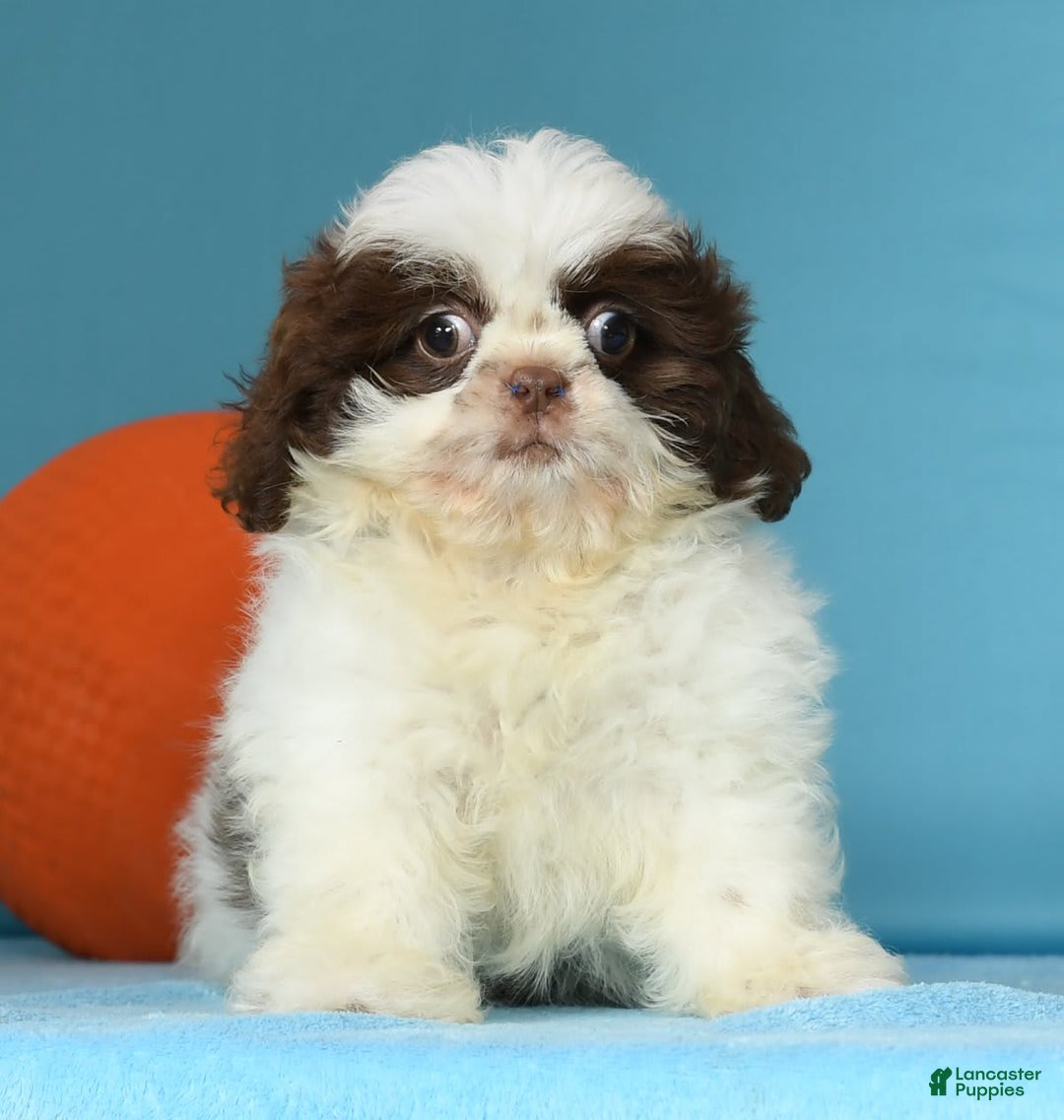 Shih Tzu dogs for sale: Mickey - Image 8