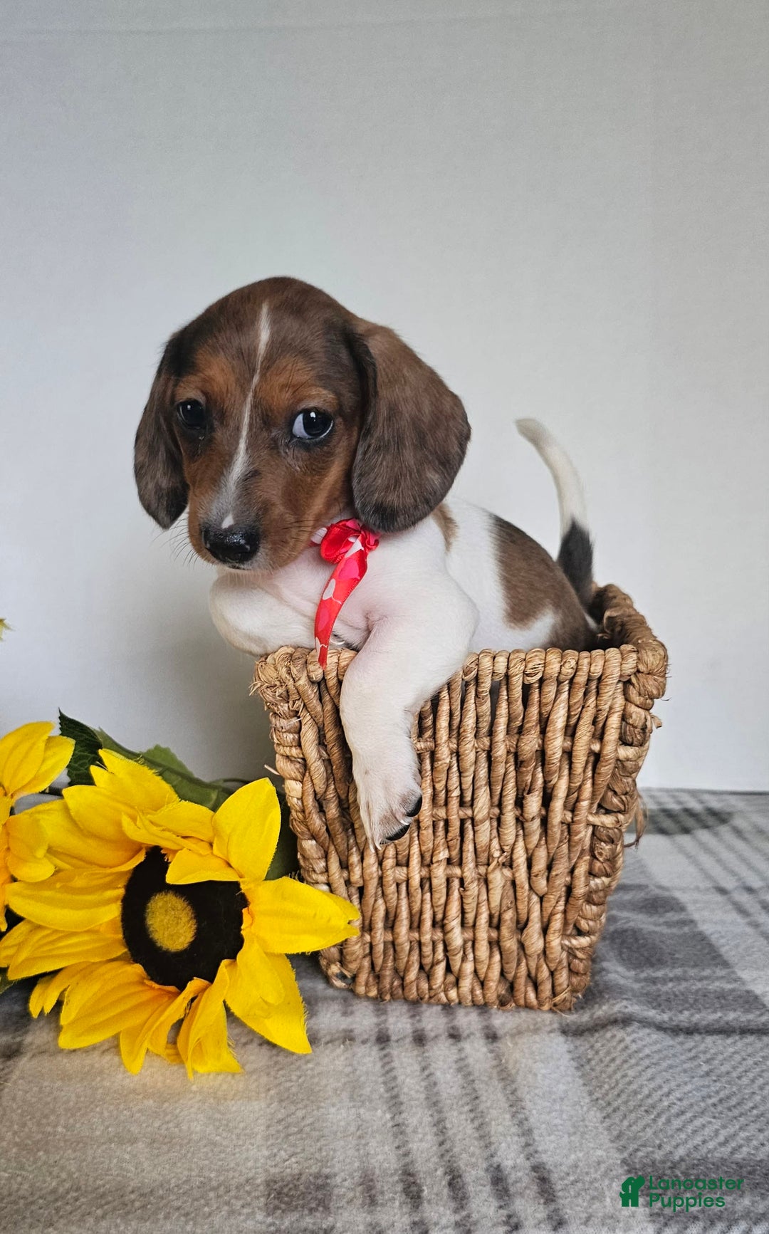 Dachshund dogs for sale: Slinky - Image 3