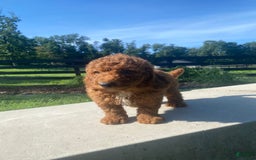 Mini Goldendoodle dogs for sale: Dexter - Image 2