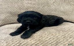 Cavapoo dogs for sale: Smokey - Image 5