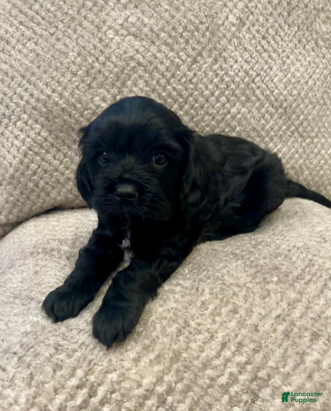 Cavapoo dogs for sale: Smokey - Image 5