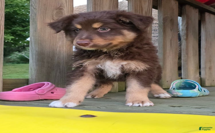 Australian Shepherd dogs for sale - Ad 3