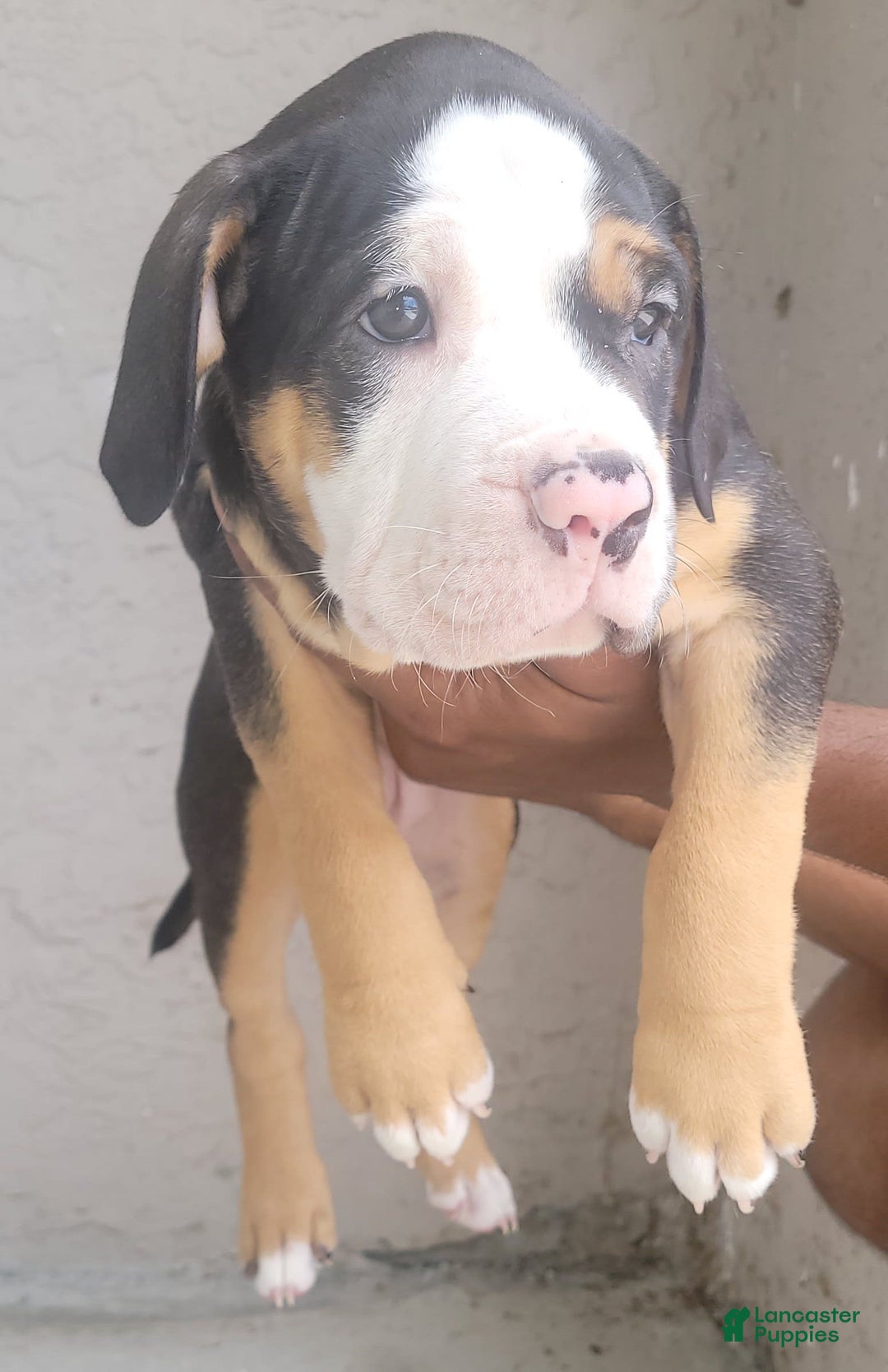 American Bully dogs for sale: Sweet Pea - Image 4