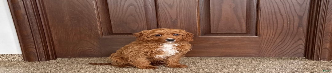 Jake F1