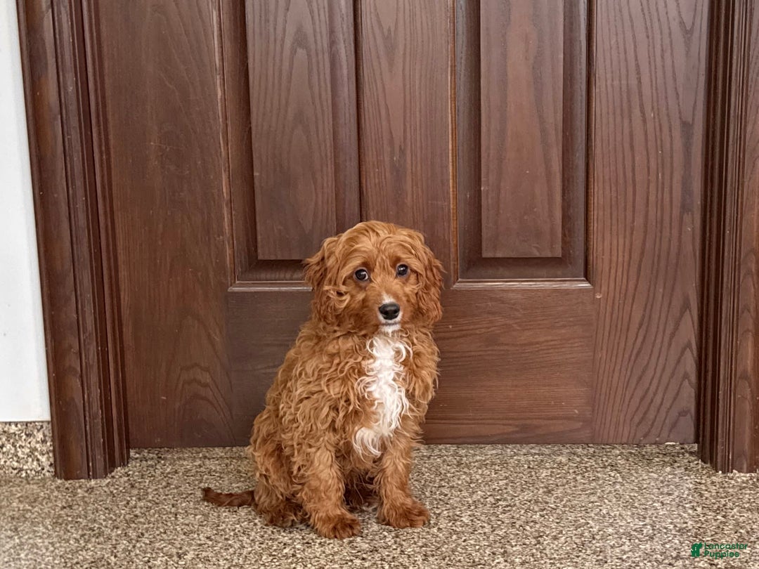Cavapoo dogs for sale: Jake F1 - Image 4