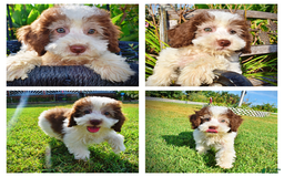 Havapoo dogs for sale: Hope - Image 1