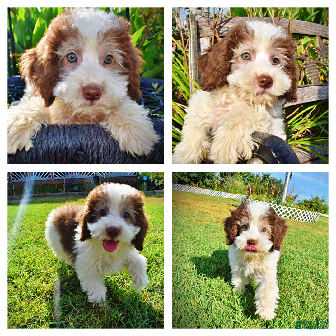 Havapoo dogs for sale: Hope - Image 1