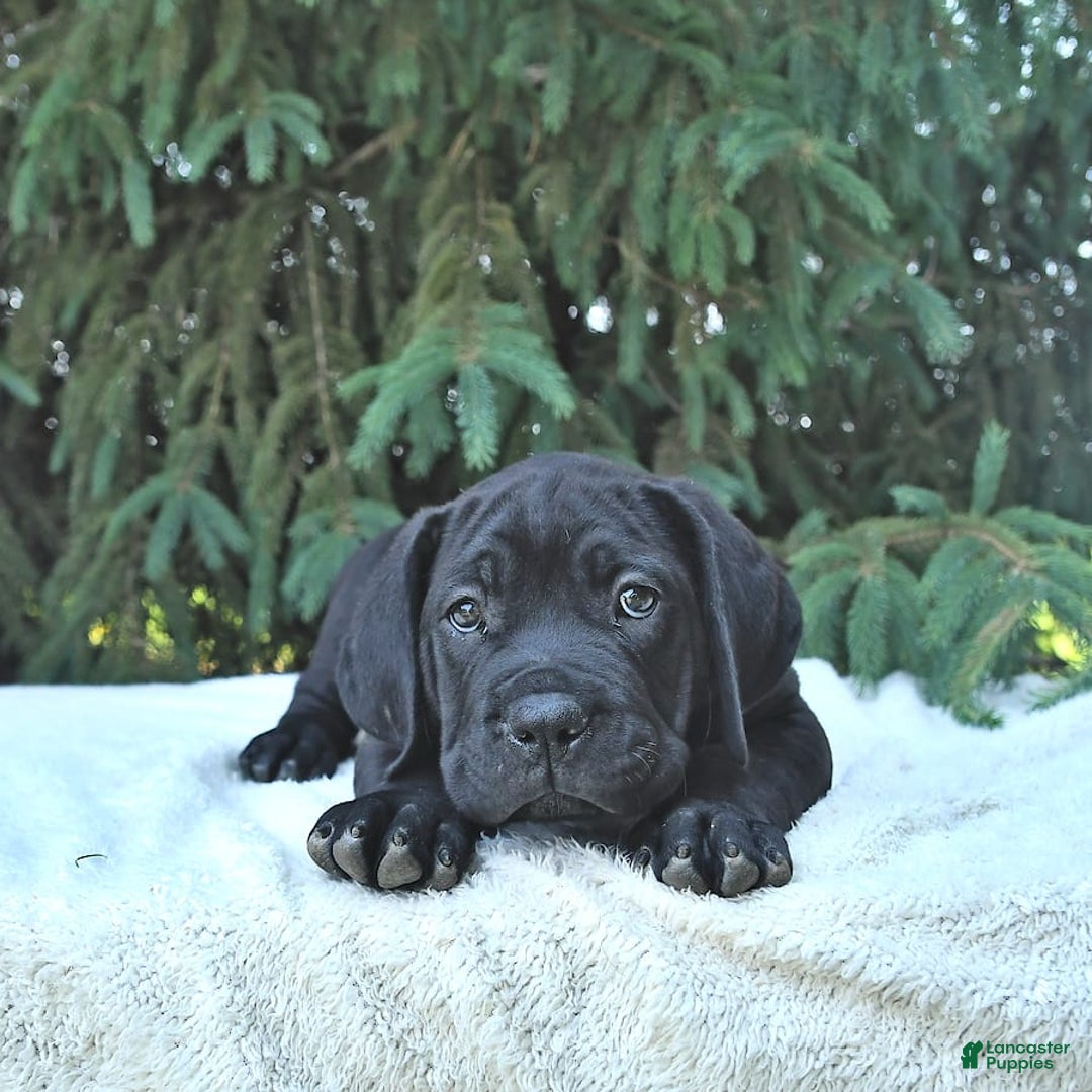 Cane Corso dogs for sale: Cali - Image 13