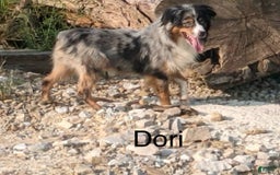 Miniature Australian Shepherd dogs for sale: Liam - Image 9