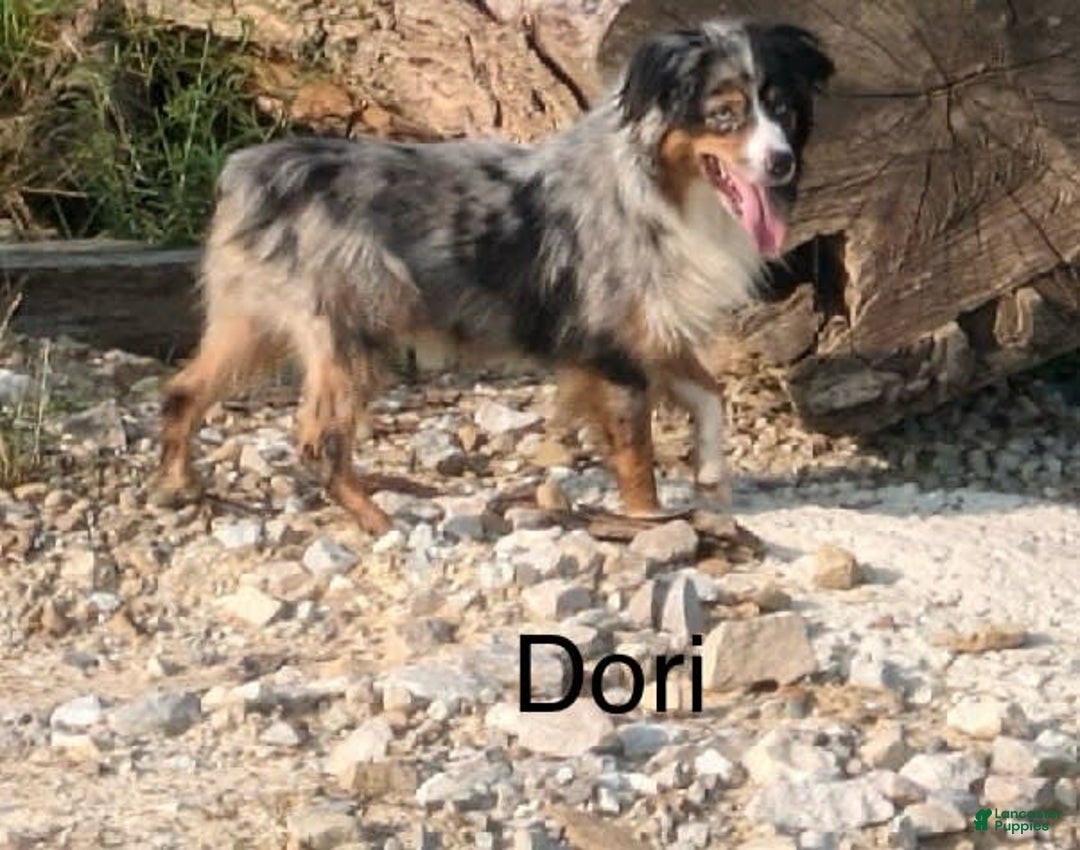 Miniature Australian Shepherd dogs for sale: Liam - Image 9