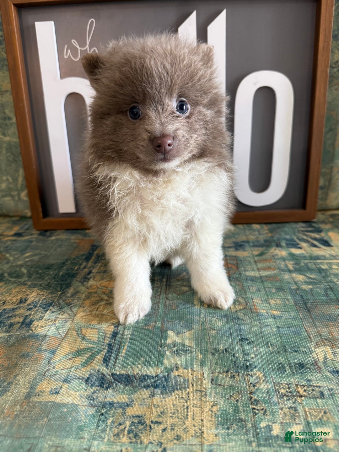 Pomeranian dogs for sale: Austin - Image 5
