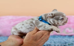 French Bulldog dogs for sale: Dante - Image 11