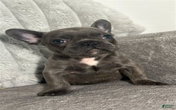 French Bulldog dogs for sale: David - Image 3