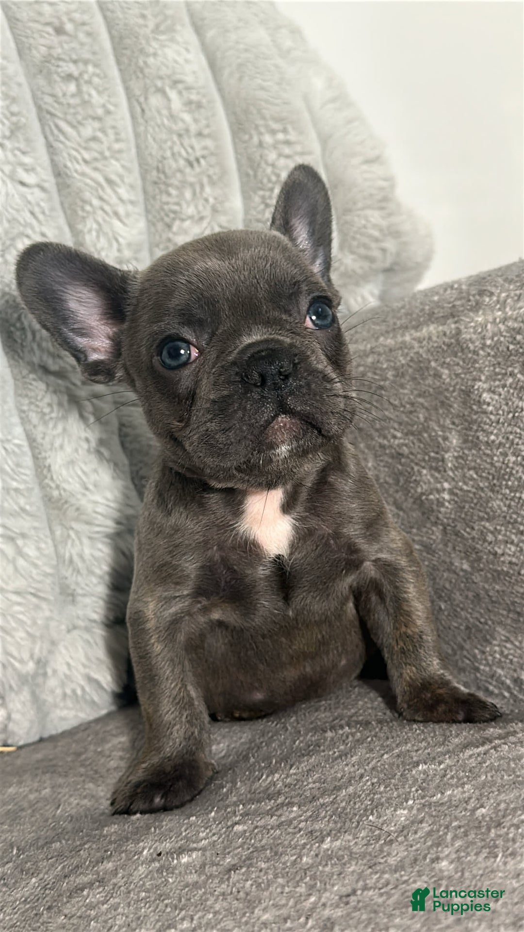 French Bulldog dogs for sale: David - Image 3