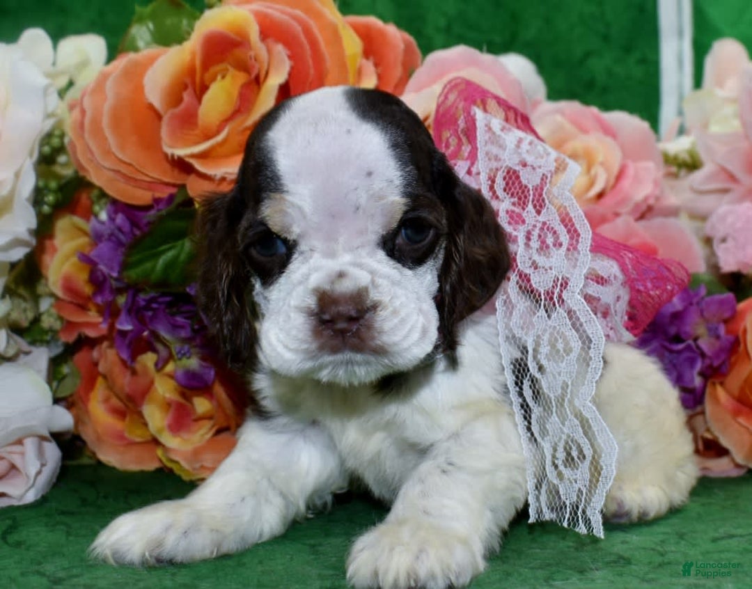 Cocker Spaniel dogs for sale: Bellachocolatetanparticockerpuppy - Image 6