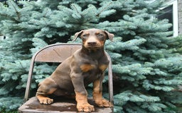 Doberman Pinscher dogs for sale: Petal - Image 11
