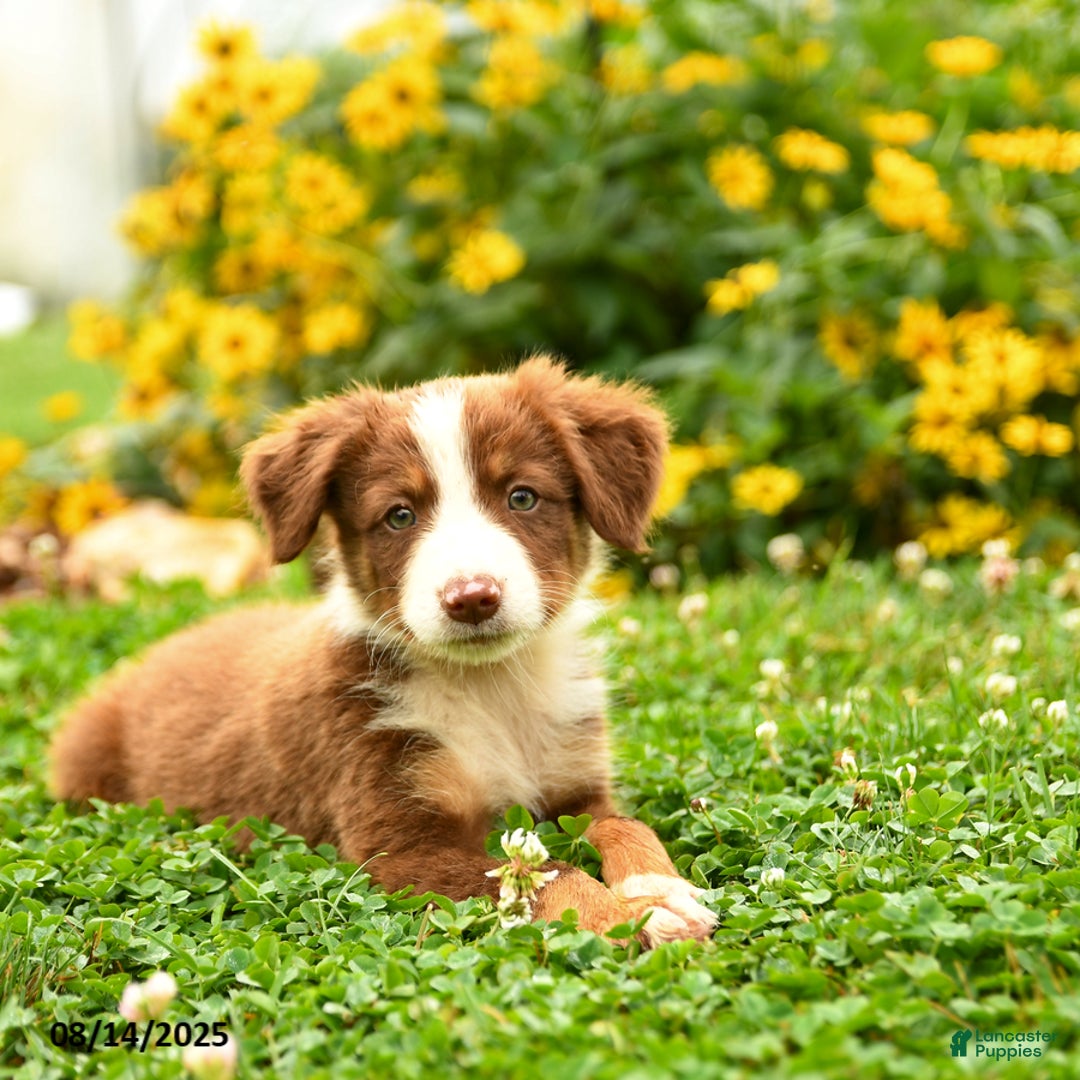 Border Collie dogs for sale: Shep - Image 1