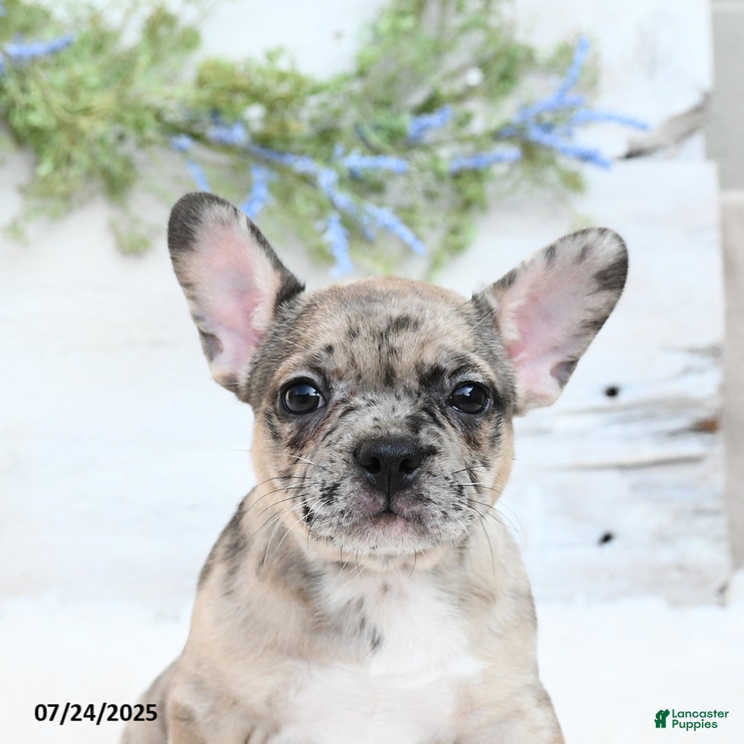 French Bulldog dogs for sale: Tracie - Image 5