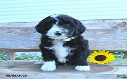 Border Collie dogs for sale: Russel - Image 2