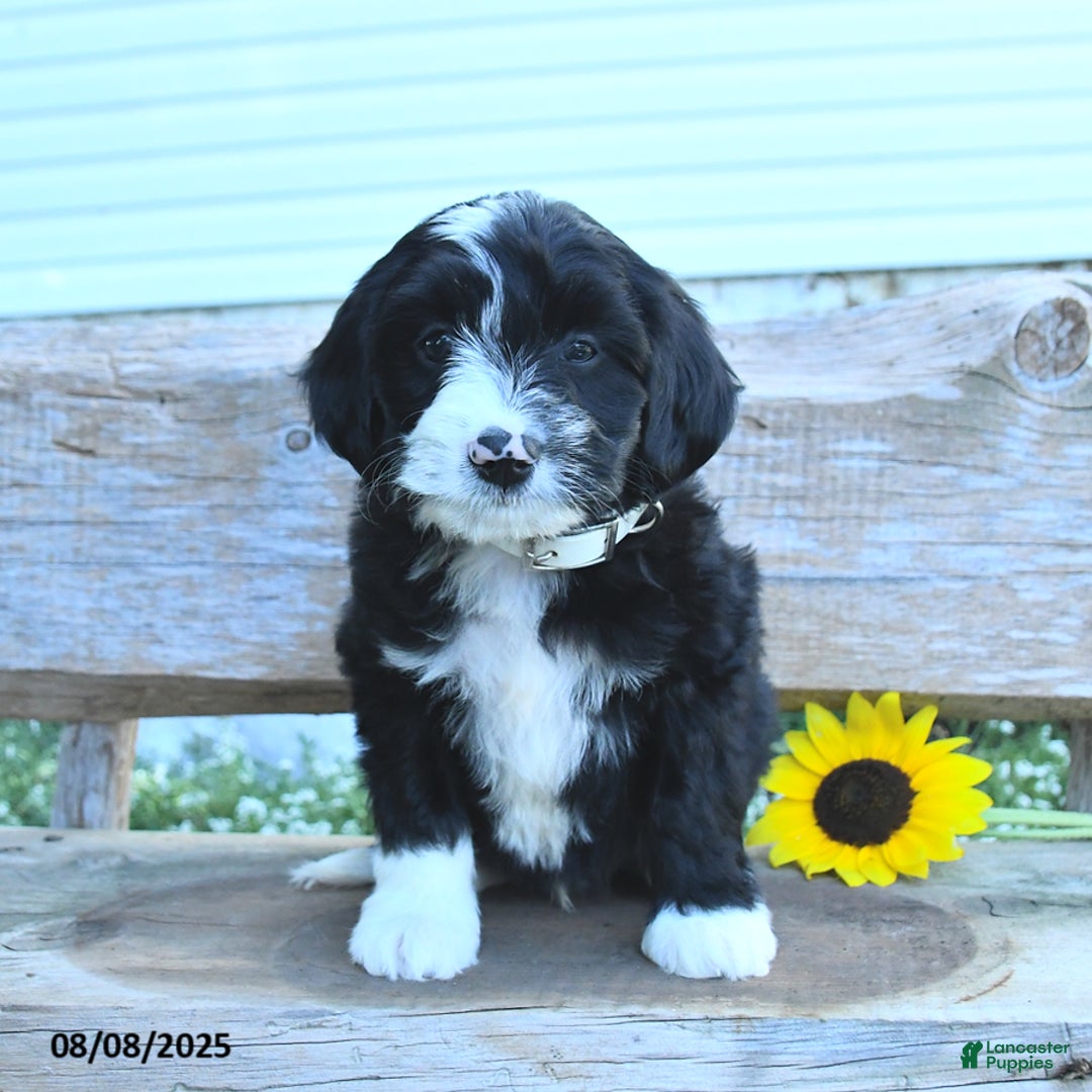Border Collie dogs for sale: Russel - Image 2