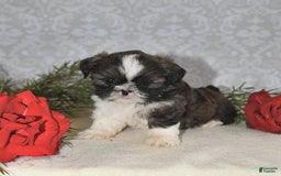 Shih Tzu dogs for sale: Mocha - Image 3