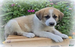 Great Pyrenees dogs for sale: Wendy - Image 1