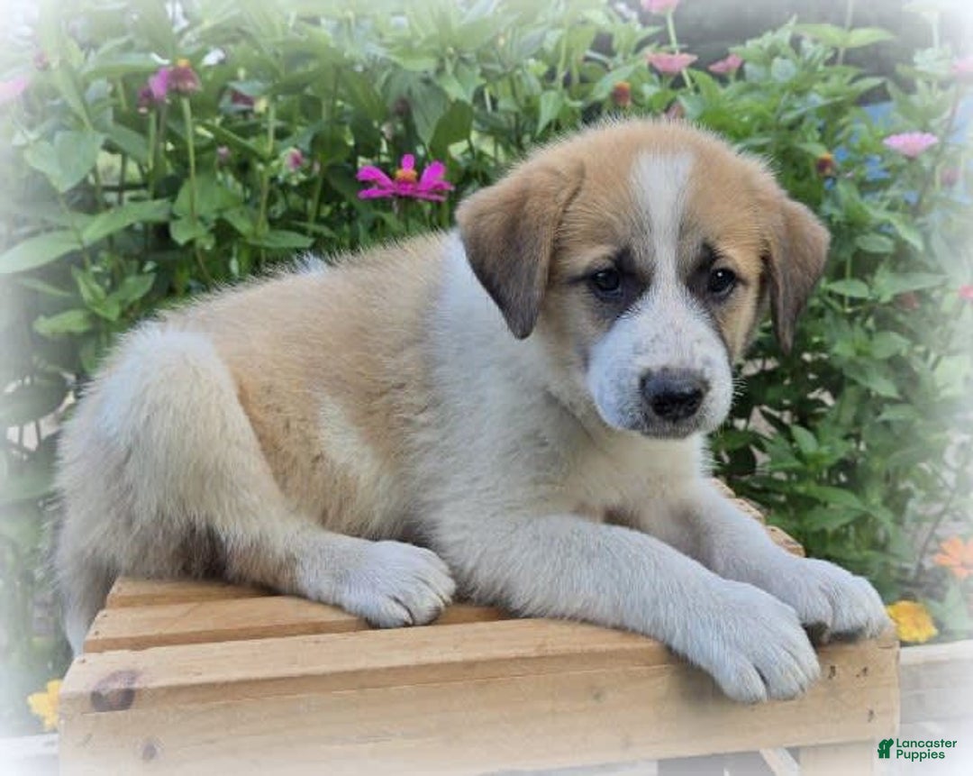 Great Pyrenees dogs for sale: Wendy - Image 1