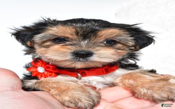Morkie dogs for sale: Jana  Teacup - Image 5