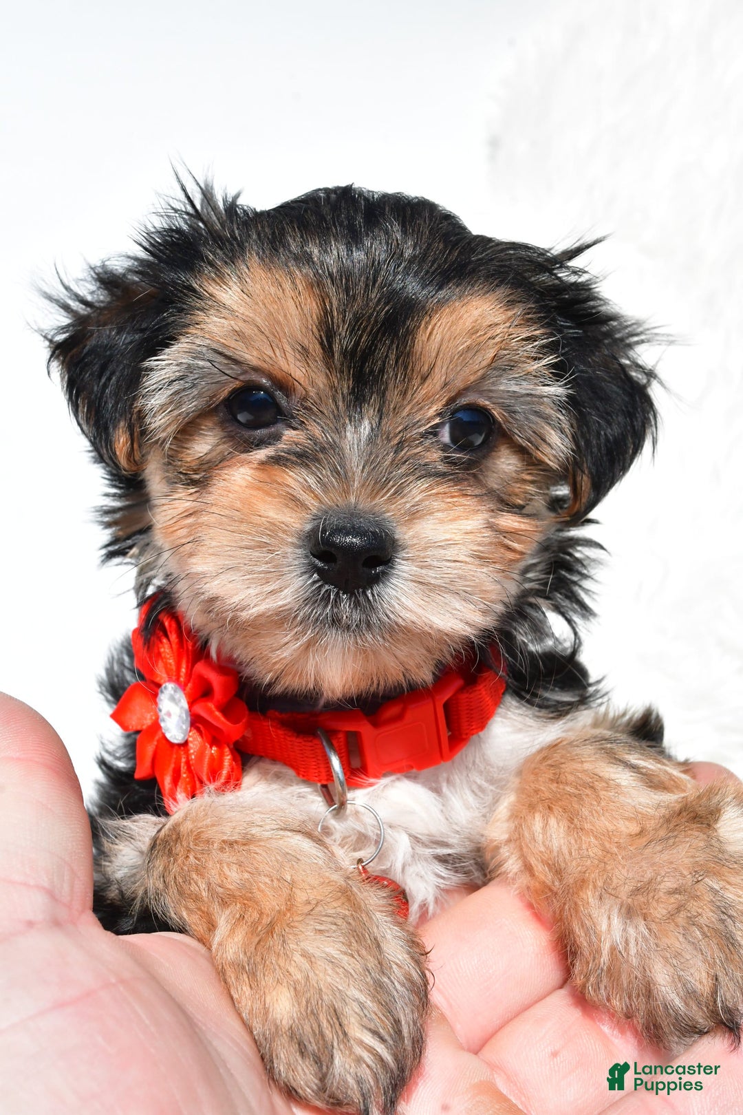 Morkie dogs for sale: Jana  Teacup - Image 5