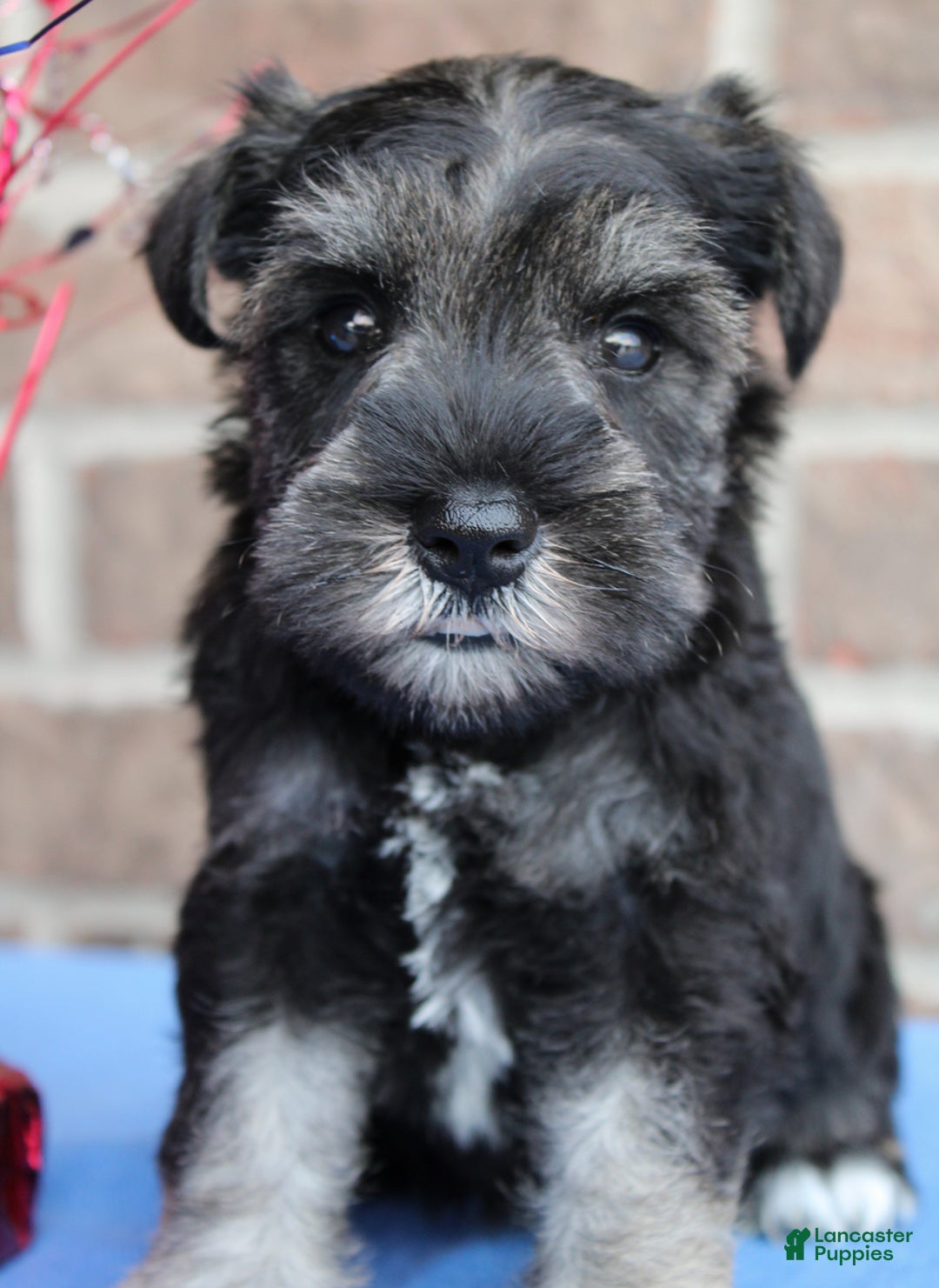 Miniature Schnauzer dogs for sale: Kimber - Image 1