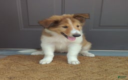 Collie dogs for sale: Dixie - Image 3