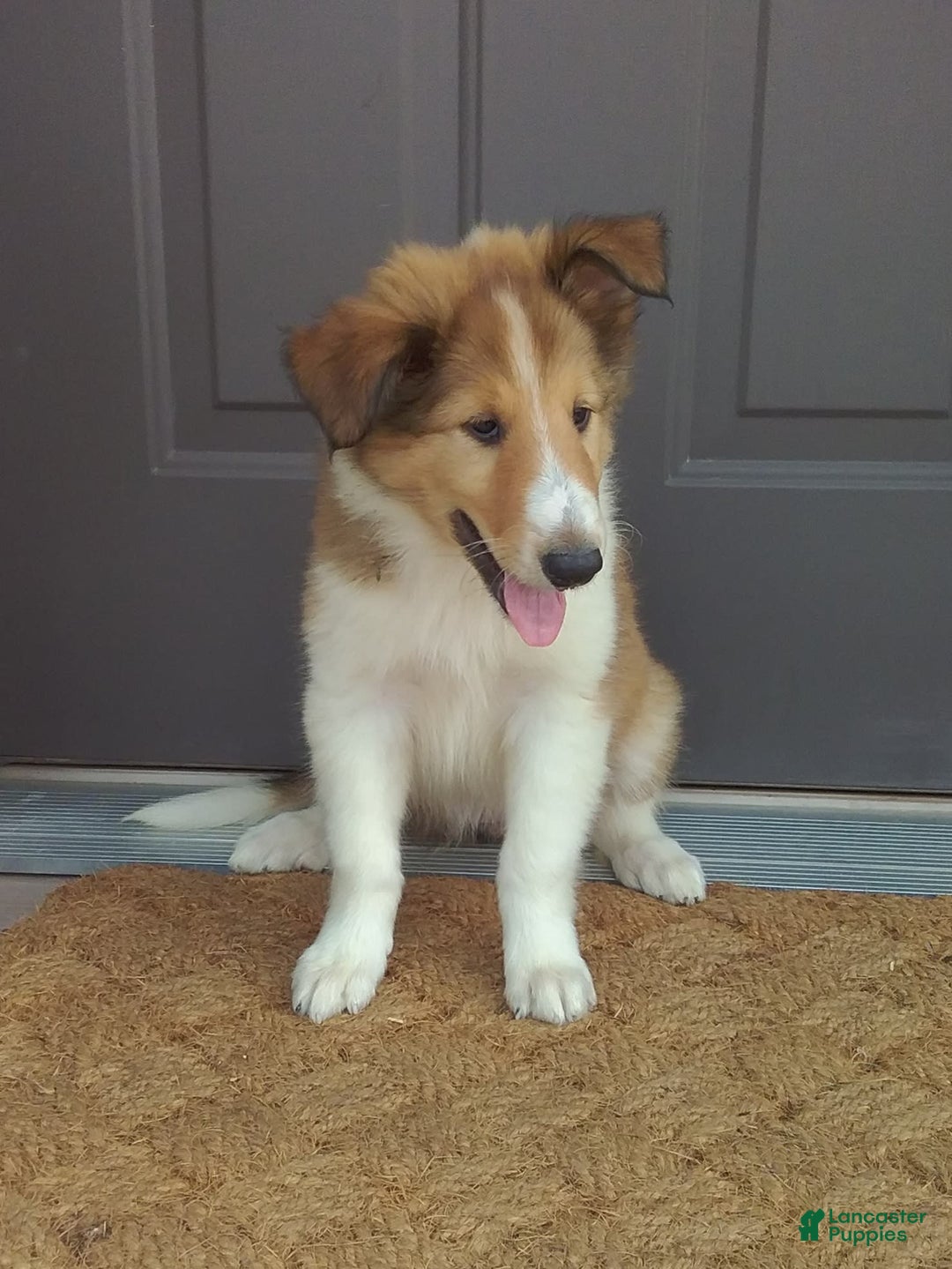 Collie dogs for sale: Dixie - Image 3